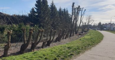 drzewa działyńskiego Swarzędz