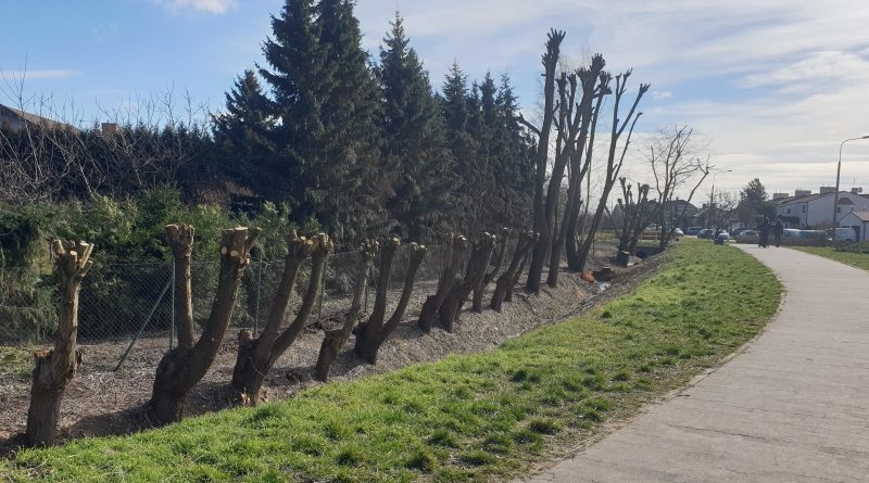 drzewa działyńskiego Swarzędz