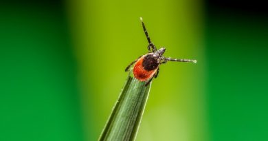 telefon przyciąga kleszcze