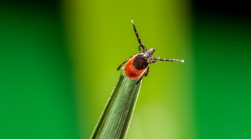 telefon przyciąga kleszcze