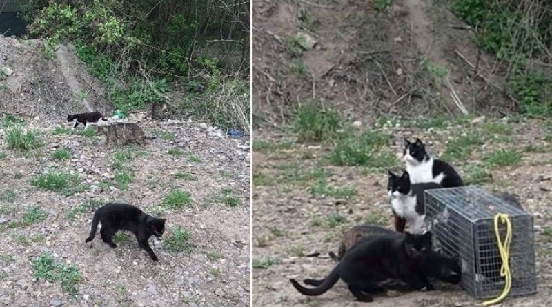 Fundacja Animal Security