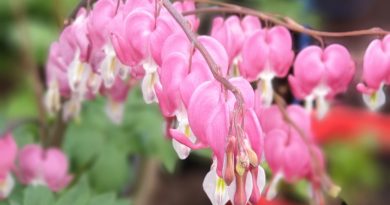 dzień matki ciekawostki mamy