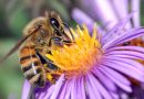 Dzisiaj Światowy Dzień Pszczół