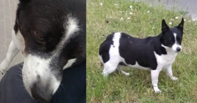 czyja zguba znaleziono suczkę