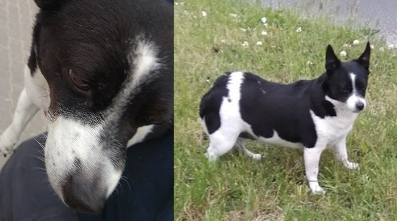 czyja zguba znaleziono suczkę