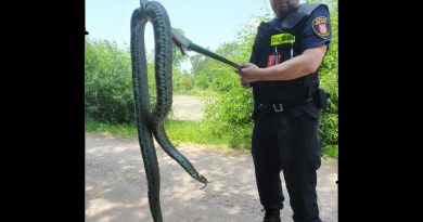 Spory wąż postraszył w Kobylnicy