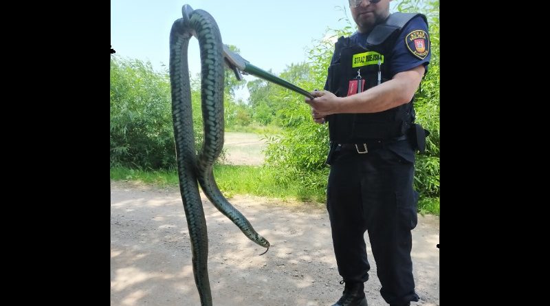 Spory wąż postraszył w Kobylnicy