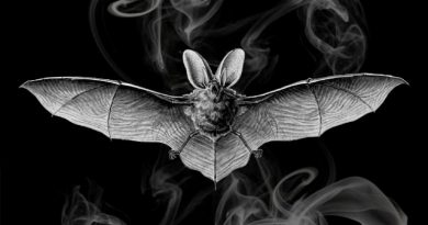 królicze łapki przynoszą szczęście