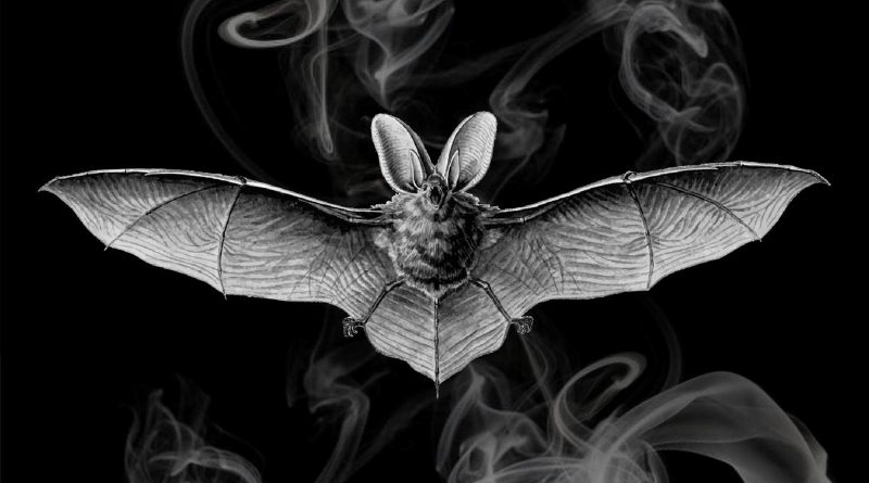 królicze łapki przynoszą szczęście