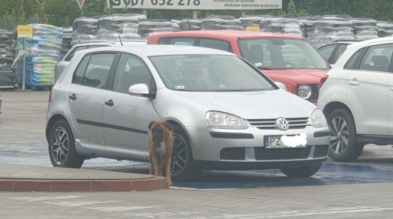 pies czekał tak się nie robi