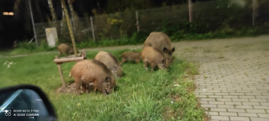Dziki znowu pojawiają się w Swarzędzu