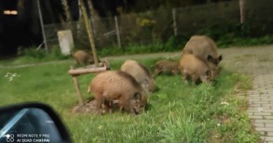 Dziki znowu pojawiają się w Swarzędzu