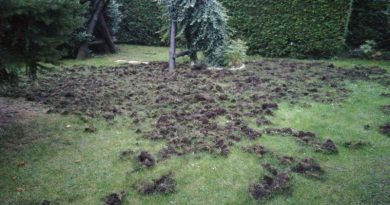 Dziki dają się we znaki tym razem mieszkańcom Gruszczyna