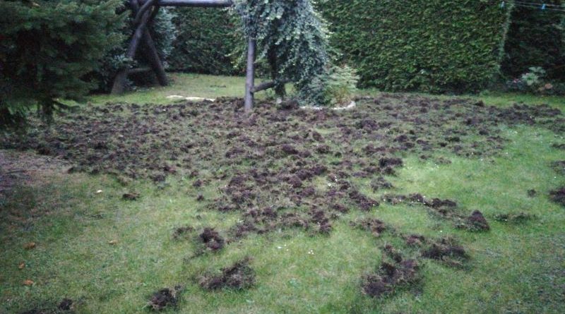 Dziki dają się we znaki tym razem mieszkańcom Gruszczyna