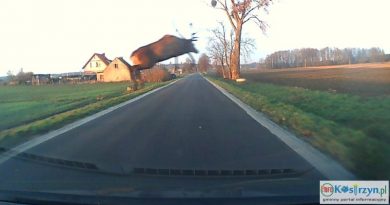 Pamiętacie chmarę jeleni