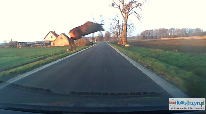 Pamiętacie chmarę jeleni