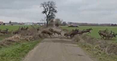 Niesamowite spotkanie pod Swarzędzem