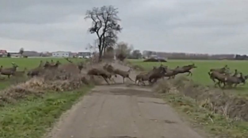 Niesamowite spotkanie pod Swarzędzem