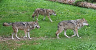 Swarzędz chce odstrzału wilków