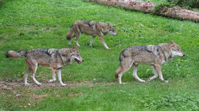 Swarzędz chce odstrzału wilków