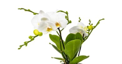 Leroy Merlin też ma promocję na kwiaty