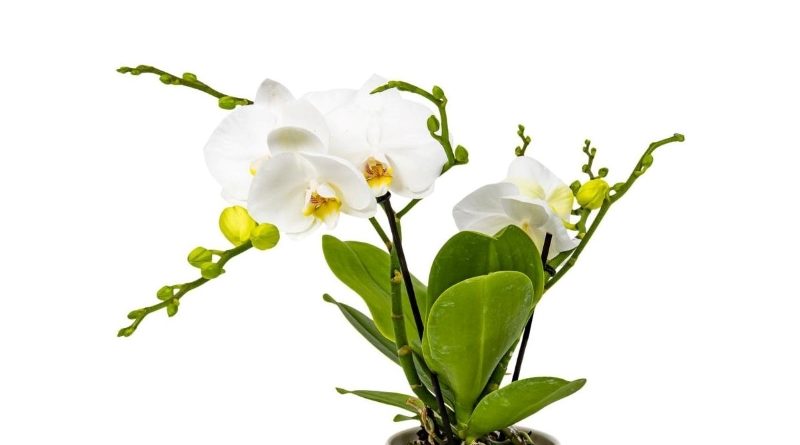 Leroy Merlin też ma promocję na kwiaty