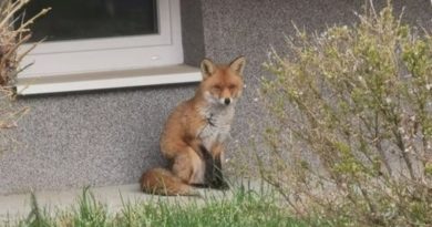 Nie tylko dziki czy wilki ale też lisy