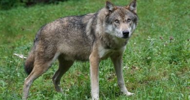 Odstrzał wilków w gminie Swarzędz