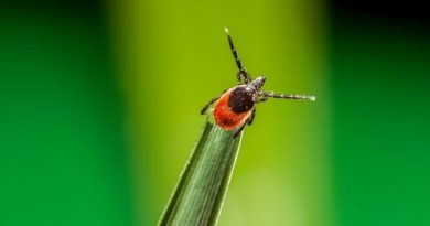 nowy gatunek kleszcza