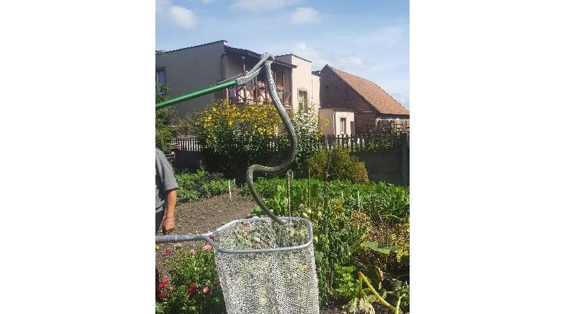 Węże atakują w gminie Swarzędz