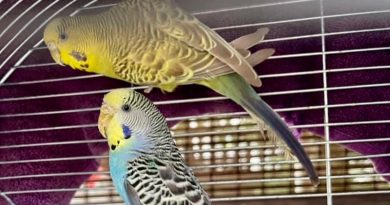 Kto widział papugi pana Bogdana