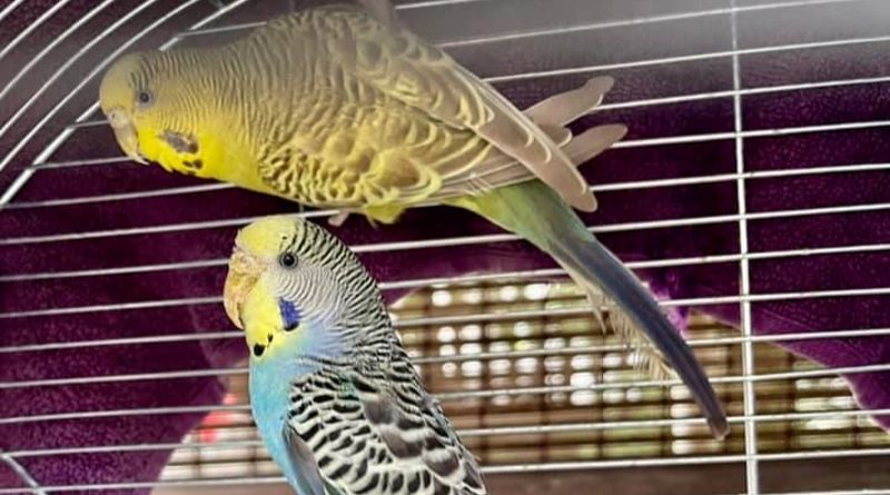 Kto widział papugi pana Bogdana