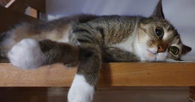 Światowy Dzień Kota 17 lutego