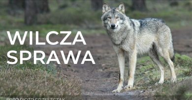 W wilczej sprawie