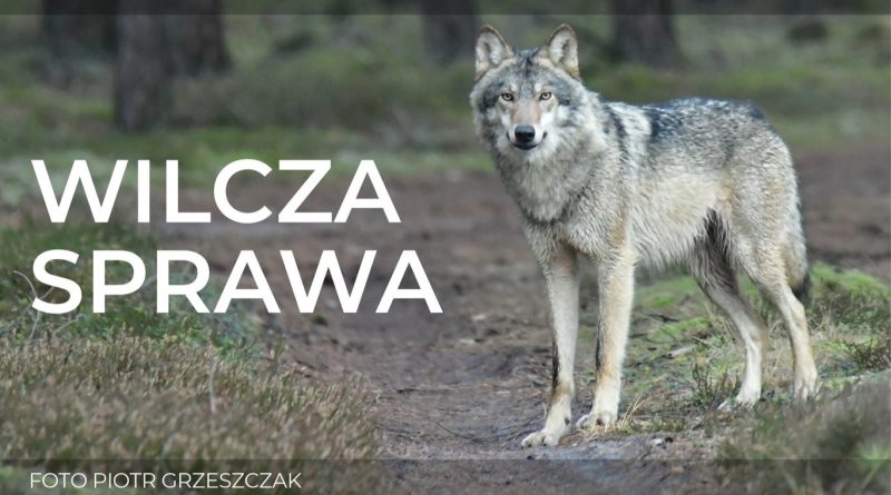 W wilczej sprawie