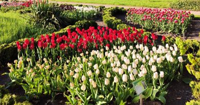 Warsztaty weekendowe Ogrodnicy w Szreniawie