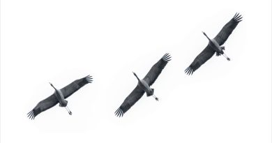 Muzeum w Uzarzewie zaprasza na wystawę