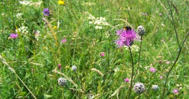 Kolejne spotkanie z cyklu warsztaty ekologiczne