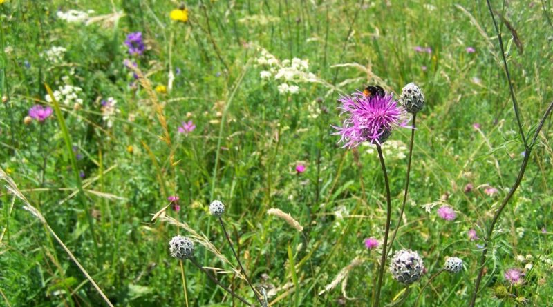 Kolejne spotkanie z cyklu warsztaty ekologiczne