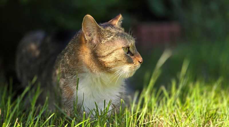 2 lipca 2024 r. o godz. 16:00 w sali konferencyjnej Urzędu Miasta i Gminy w Swarzędzu (ul. św. Marcina 1)