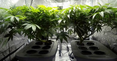 Nielegalna uprawa w szafie