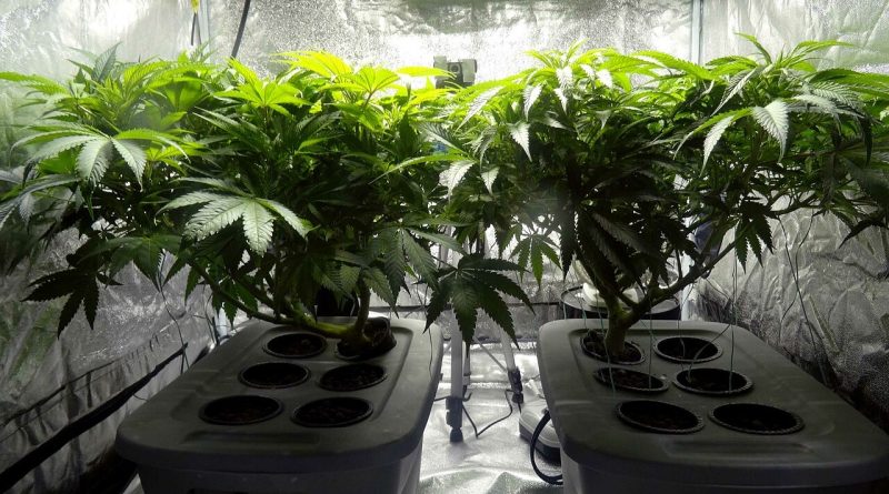 Nielegalna uprawa w szafie