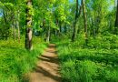 Puszczańskie Spacery z Przewodnikiem
