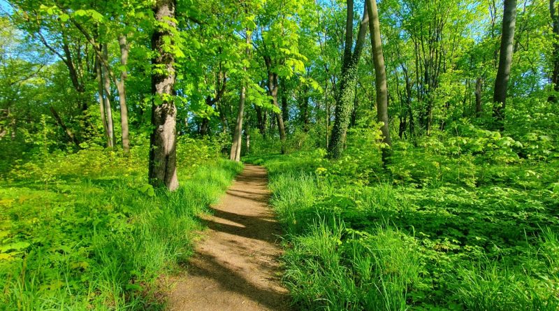 Puszczańskie Spacery z Przewodnikiem