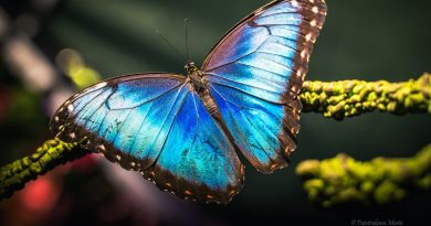 Egzotyczne motyle w Swarzędzu