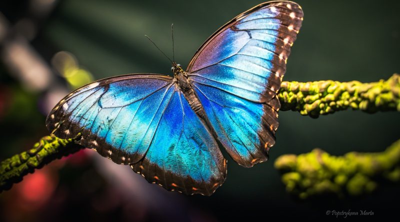 Egzotyczne motyle w Swarzędzu