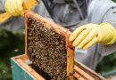 Wielkopolska wspiera pszczoły