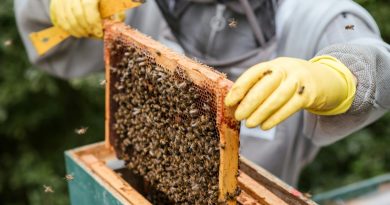 Wielkopolska wspiera pszczoły