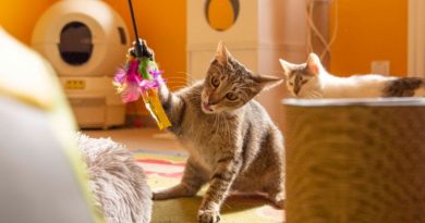 ETC Swarzędz i Schronisko w Skałowie łączą siły dla zwierząt