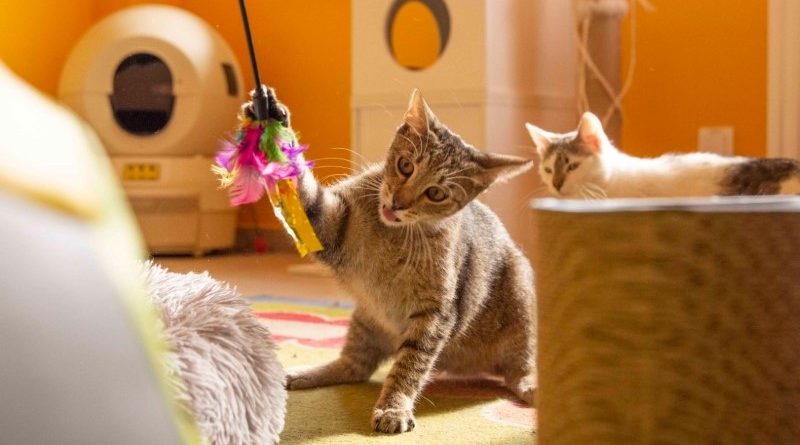 ETC Swarzędz i Schronisko w Skałowie łączą siły dla zwierząt